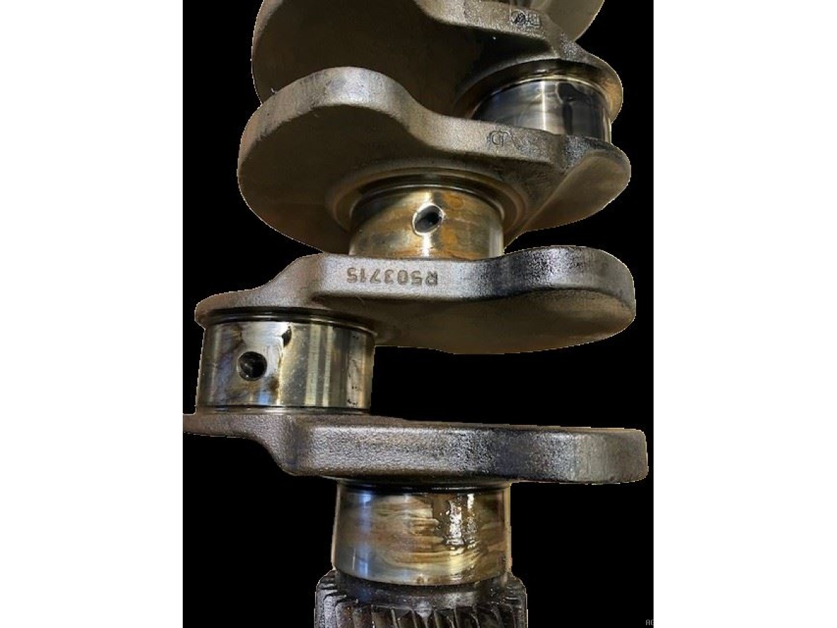 VILEBREQUIN AVEC PIG Z30